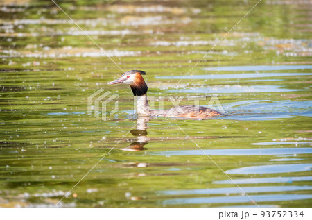 The waterfowl bird Great Crested Grebe swimming in the calm lake 93752334