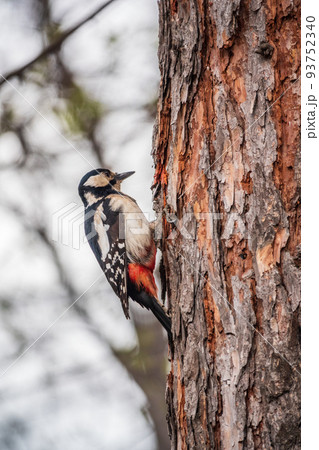 Little woodpecker sits on a tree trunk. The great spotted woodpecker, Dendrocopos major 93752340