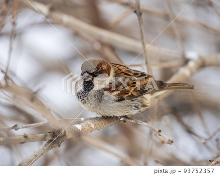 Sparrow sits on a branch without leaves. Sparrow sits on a branch without leaves. 93752357