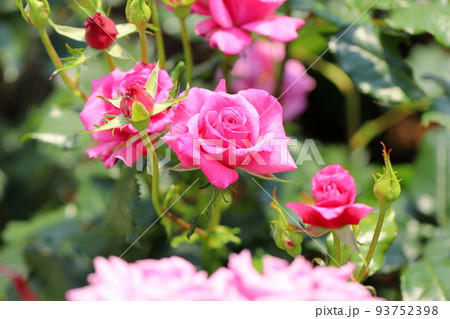 バラの花 ショッキングブルー バラの花 ショッキングブルー 93752398