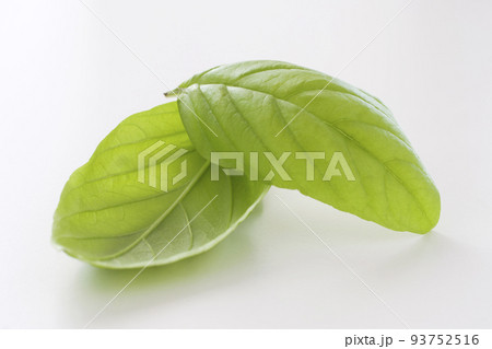 バジル 93752516