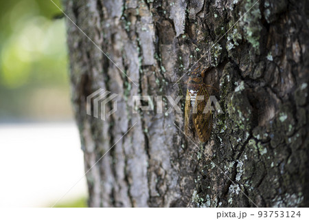 木とまって蝉が鳴く日本の夏風景 93753124