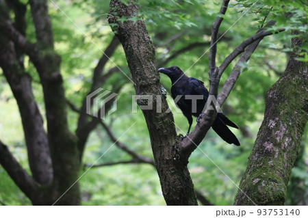 緑の葉の樹々の森の木の枝に1羽のカラスのとまる風景 93753140