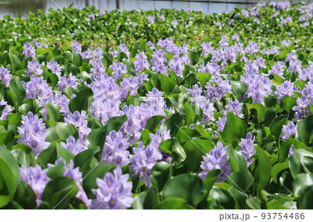 一面に咲く加須市大利根のホテイソウの花 93754486