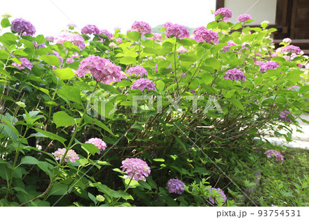 壷阪寺　奈良県 93754531