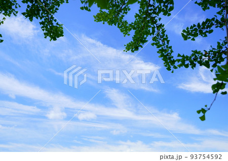 まだ青いイチョウの葉と秋雲を見上げる・平城京 まだ青いイチョウの葉と秋雲を見上げる・平城京 93754592