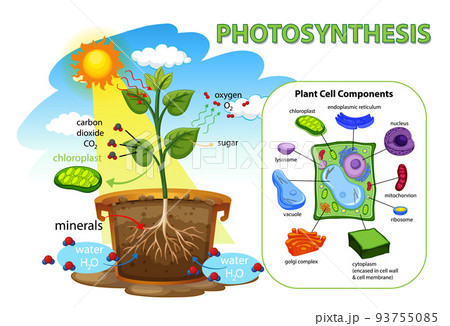 Diagram showing photosynthesis in plant 93755085