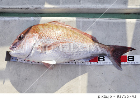 メジャーをあてたマダイ 93755743