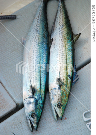 サワラ サワラ 93755759