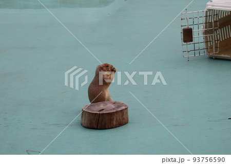 かごから出て立ってひまわりの種の食べるプレーリードッグのいるショーをする水族館の風景 かごから出て立ってひまわりの種の食べるプレーリードッグのいるショーをする水族館の風景 93756590