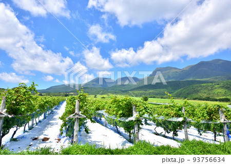 くじゅう連山と山麓ワイナリーの葡萄棚　大分県竹田市久住町久住 93756634