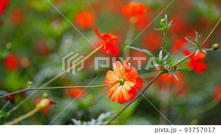 キバナコスモス乱舞の、浜離宮恩賜庭園2022 93757017