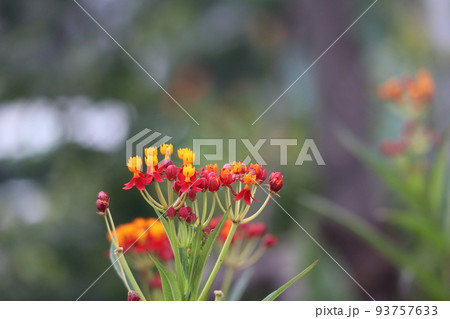 オレンジと赤のトウワタの花をアップで撮影した風景 オレンジと赤のトウワタの花をアップで撮影した風景 93757633