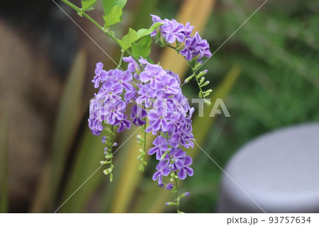 緑の葉と紫の花びらのデュランタの花の咲く風景 緑の葉と紫の花びらのデュランタの花の咲く風景 93757634