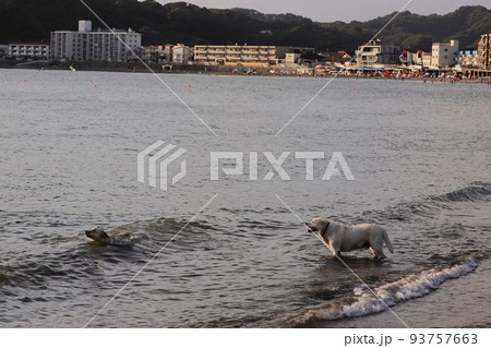 波打ち際で遊ぶ犬 93757663