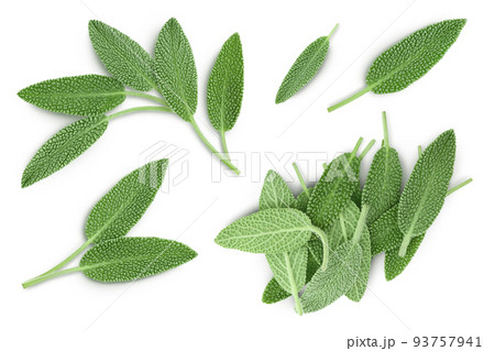 fresh sage herb isolated on white background with full depth of field, Top view. Flat lay 93757941