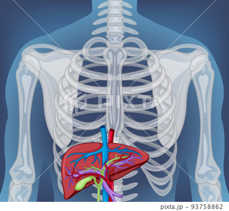 X-ray of human body with internal organs 93758862