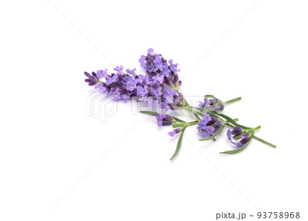 Sprig of laverder flowering isolated on white background. 93758968