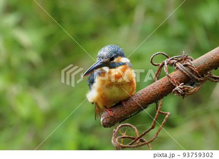 カワセミ ダイブ カワセミ ダイブ 93759302