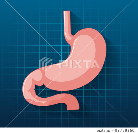 Human internal organ with stomach 93759360