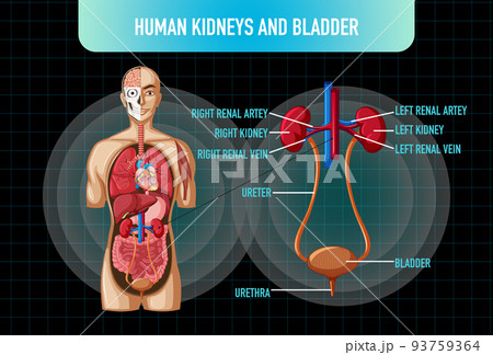 Human internal organ with kidneys and bladder Human internal organ with kidneys and bladder 93759364