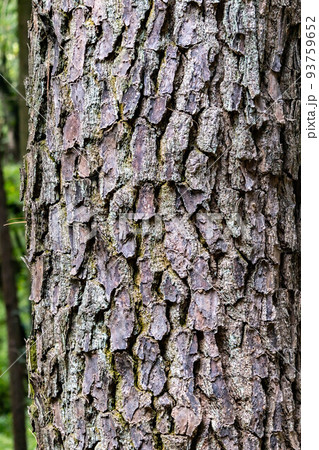 年輪を重ねた巨木の木肌 93759652