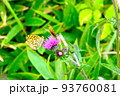 八島湿原のアザミに集う蝶々ウラギンヒョウモン 93760081