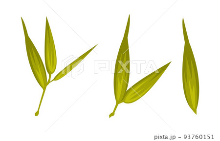 Green Bamboo Leaves as China Object and Traditional Cultural Chinese Symbol Vector Set Green Bamboo Leaves as China Object and Traditional Cultural Chinese Symbol Vector Set 93760151