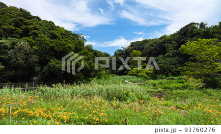 湿原の夏 湿原の夏 93760276