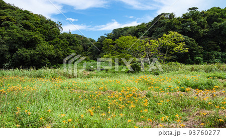 湿原の夏 93760277