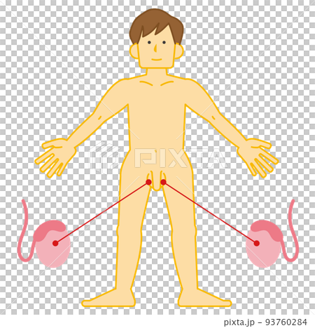 全裸の男性と精巣の位置の図解 93760284