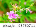 八島湿原に咲くアサマフウロ 93760711