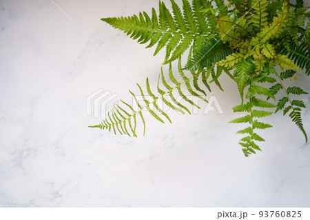 シダのアレンジメント　ボタニカルなアレンジ 93760825