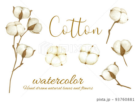 綿花（コットンフラワー）の水彩画 93760881