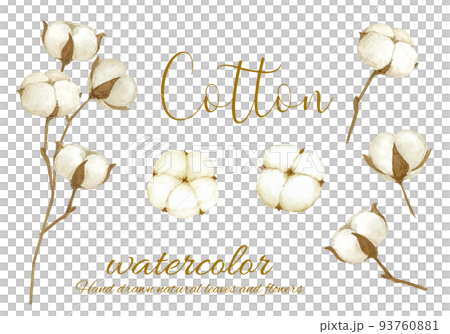 綿花（コットンフラワー）の水彩画 93760881