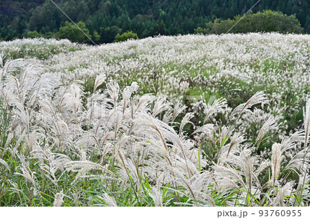 上山高原より 93760955
