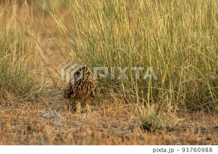 short eared owl or Asio flammeus bird on ground in grassland at forest reserve or national park of india asia short eared owl or Asio flammeus bird on ground in grassland at forest reserve or national park of india asia 93760988