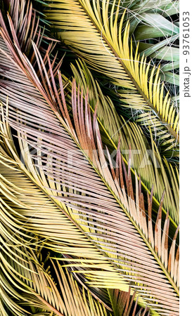 Background of tropical palm leaves. Top view, close-up, vertical frame Background of tropical palm leaves. Top view, close-up, vertical frame 93761053