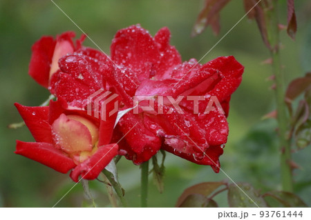 荒尾市　おもやい市民花壇　バラの花、 93761444