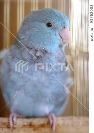 マメルリハ・インコ・ブルー②の写真素材 [93762002] - PIXTA