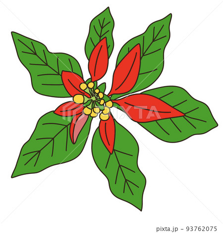 ショウジョウソウ 93762075