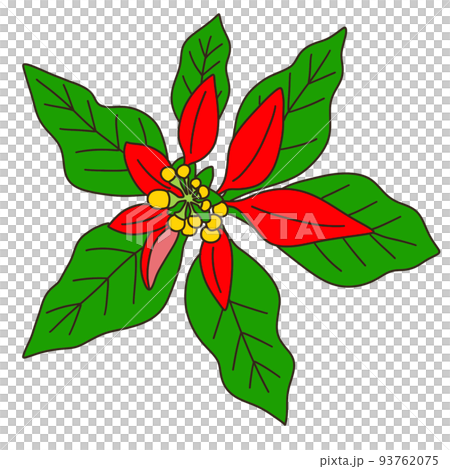 ショウジョウソウ 93762075