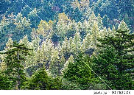 雨上がり、陽光に輝く樹 93762238
