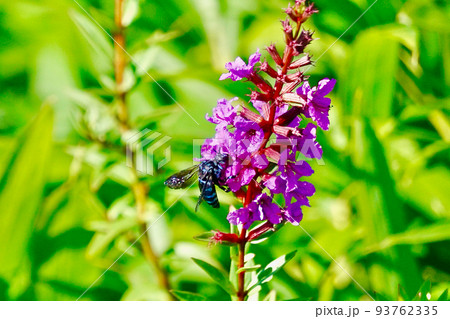 幸せを呼ぶ青い蜂、ブルービー 93762335