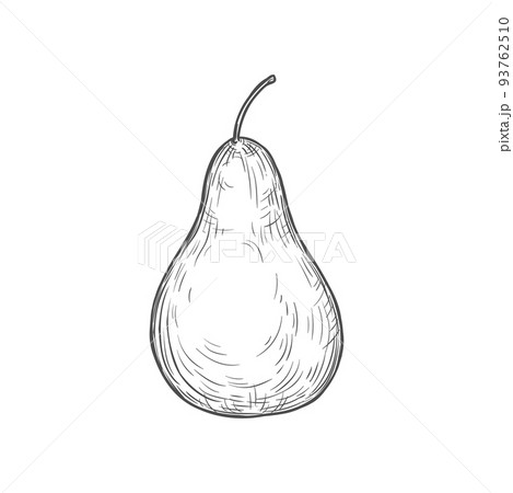 Pear sketch vector icon, isolated monochrome engraved sign of juicy natural healthy farm fruit, engraving retro drawing. Vintage hand drawn pear symbol 93762510