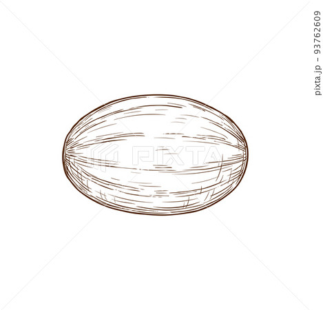 Muskmelon, whole melon isolated fruit hand drawn sketch. Vector exotic tropical food dessert, honeydew melon, pencil drawing oblong watermelon. Cantaloupe summer fruit, organic vegetarian food 93762609