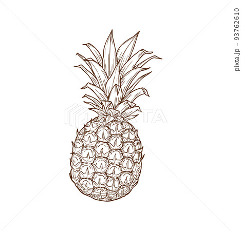 Pineapple tropical fruit isolated sketch icon. Vector exotic ananas with bunch of leaves, tropical food dessert. Hand drawn summer fruit, juicy vegetarian food ripe organic dessert, whole ananas 93762610