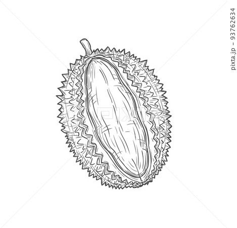 Tropical durian isolated vector cut fruit sketch monochrome icon. Vector asian smelling fruit with odour flavour, breadfruit jackfruit, vegetarian food. Exotic dessert, tasty pulp, Durio zibethinus 93762634