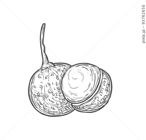 Jaboticaba exotic fruit isolated Jabuticaba icon monochrome sketch. Vector thick-skinned berry, jaboticaba exotic fruit, sweet dessert whole and half. Brazilian fruit, tropical jaboticabeira Jaboticaba exotic fruit isolated Jabuticaba icon monochrome sketch. Vector thick-skinned berry, jaboticaba exotic fruit, sweet dessert whole and half. Brazilian fruit, tropical jaboticabeira 93762650