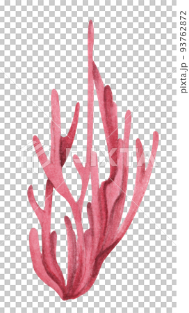 Seaweeds. Underwater ocean plants, sea coral elements. Watercolor illustration. Seaweeds. Underwater ocean plants, sea coral elements. Watercolor illustration. 93762872